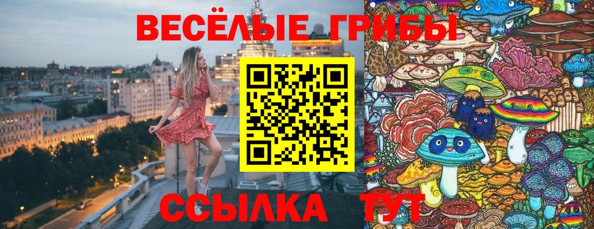 Галлюциногенные грибы Psilocybine cubensis Нурлат